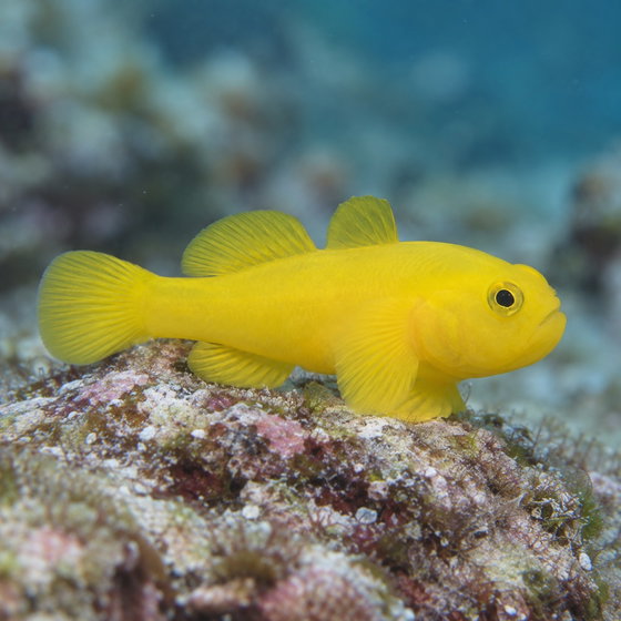 Okinawa goby