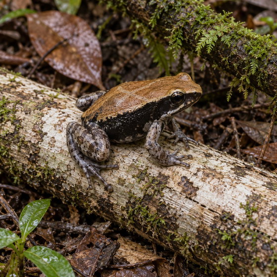 Mantella ebenaui