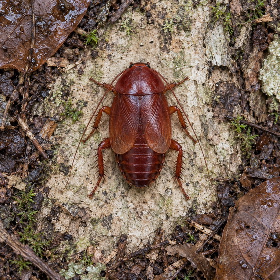 red goblin roach