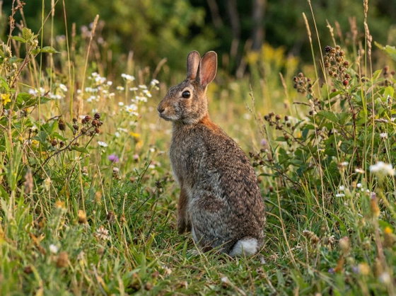 eastern cottontail