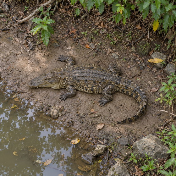 Philippine crocodile
