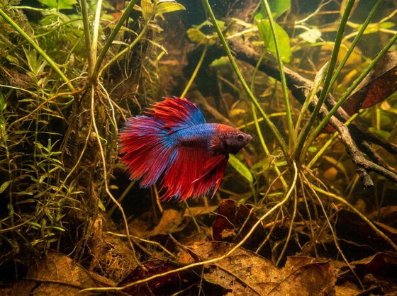 betta fish