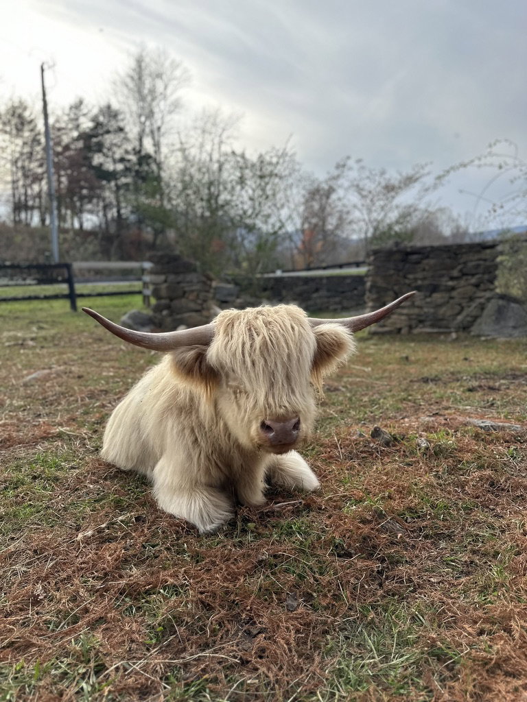Konrad, photo 6