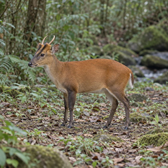 southern red muntjac