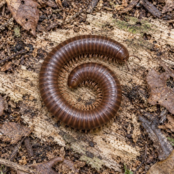 chocolate millipede