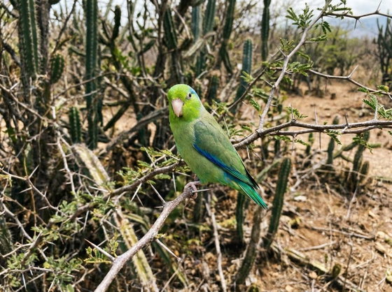 Pacific parrotlet