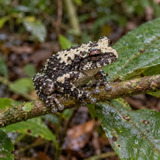 Malayan pied warted tree frog