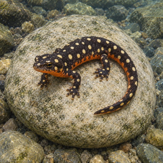 Lake Urmia newt