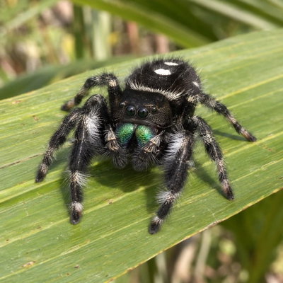 CRE1498 QA Regal Spider 24Sep profile picture