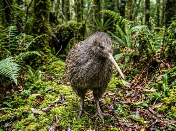 little spotted kiwi