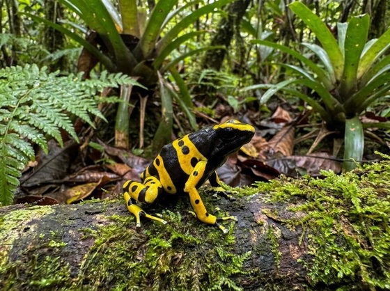 yellow-banded poison dart frog