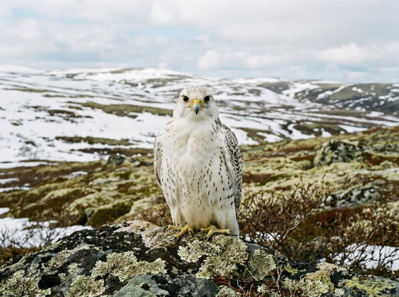 gyrfalcon