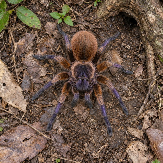 orange violet dwarf tarantula