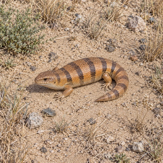 Peters' banded skink