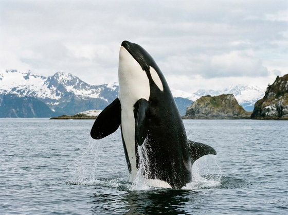 killer whale