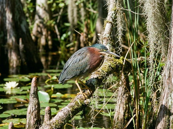 green heron