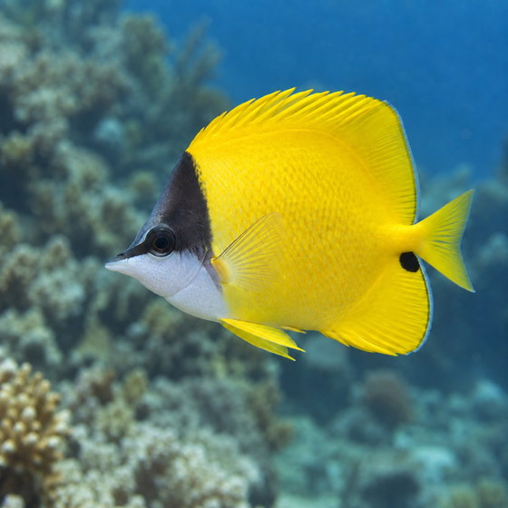 yellow longnose butterflyfish