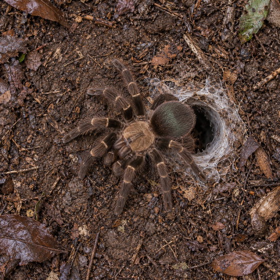 emerald skeleton tarantula