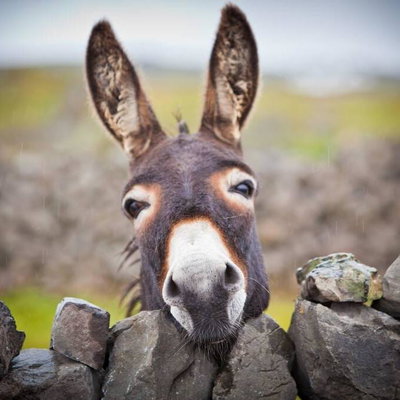 Donkey Cattles profile picture