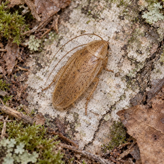 tawny cockroach