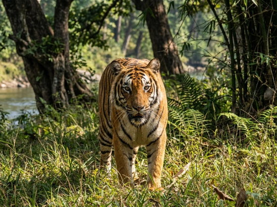 Bengal tiger