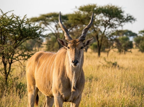 common eland