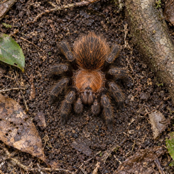 Venezuela orange bronze tarantula