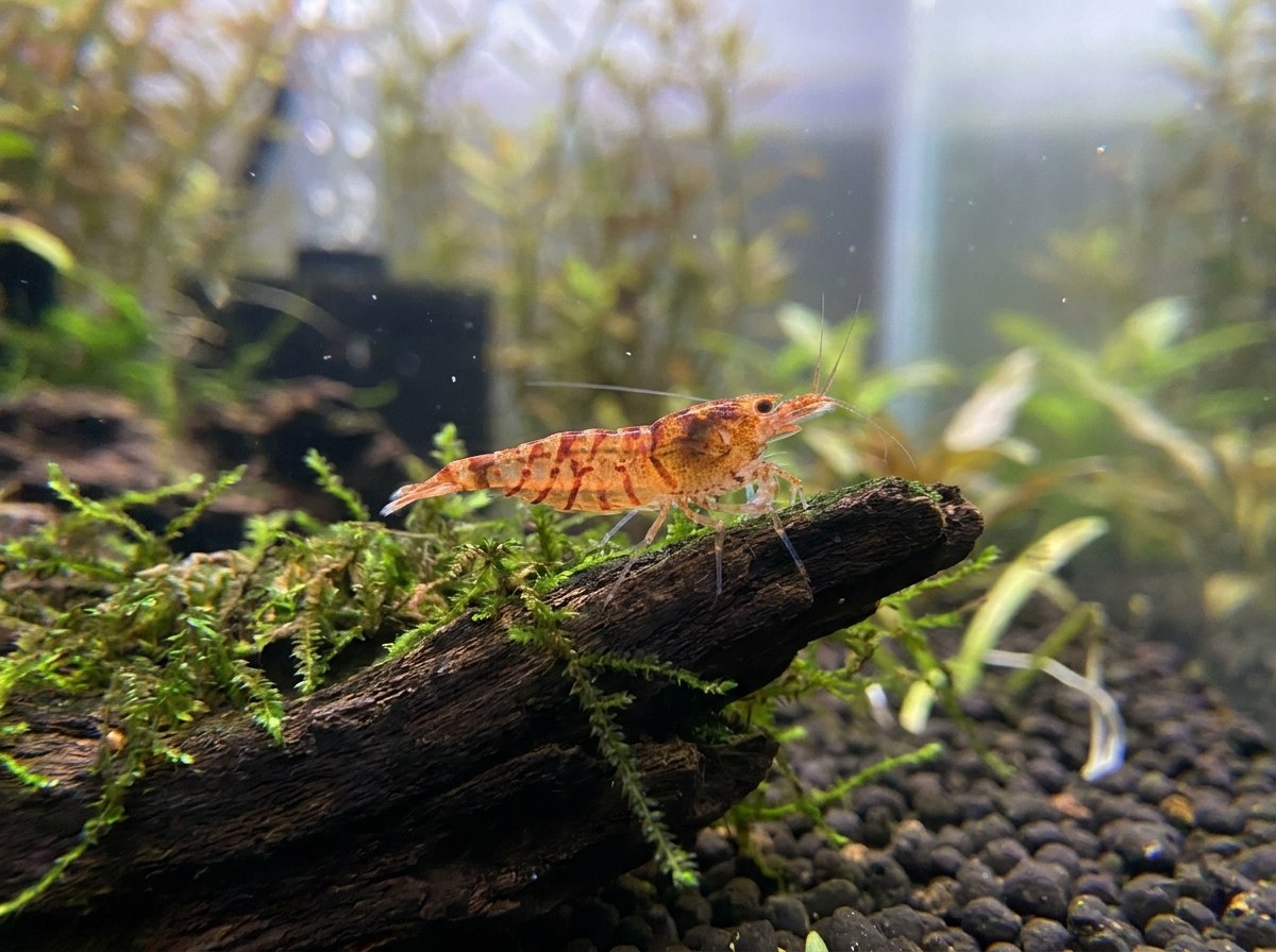 Tangerine Tiger