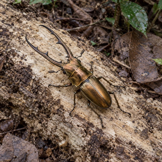 golden metallic stag beetle