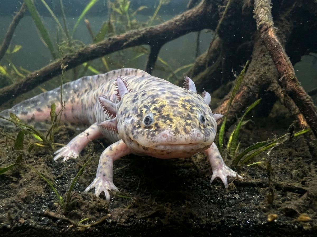 Mixed Morph