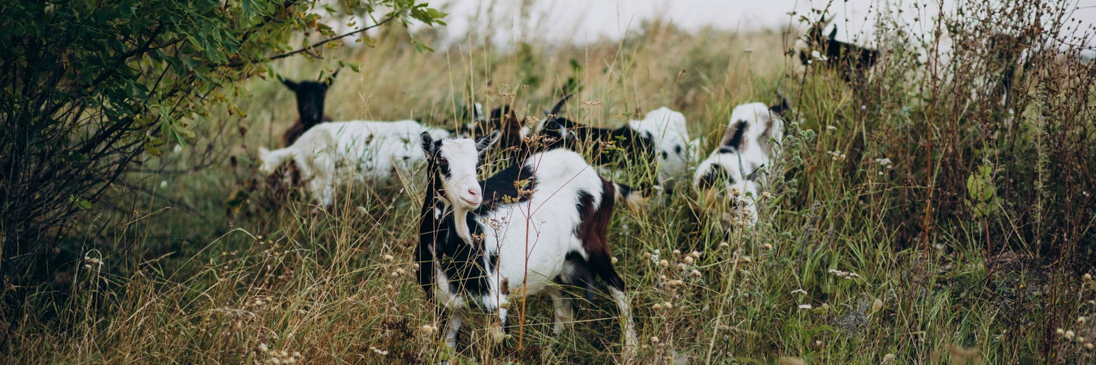 Smith Goats profile cover image