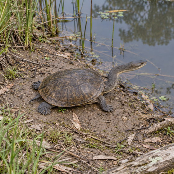 common snake-necked turtle