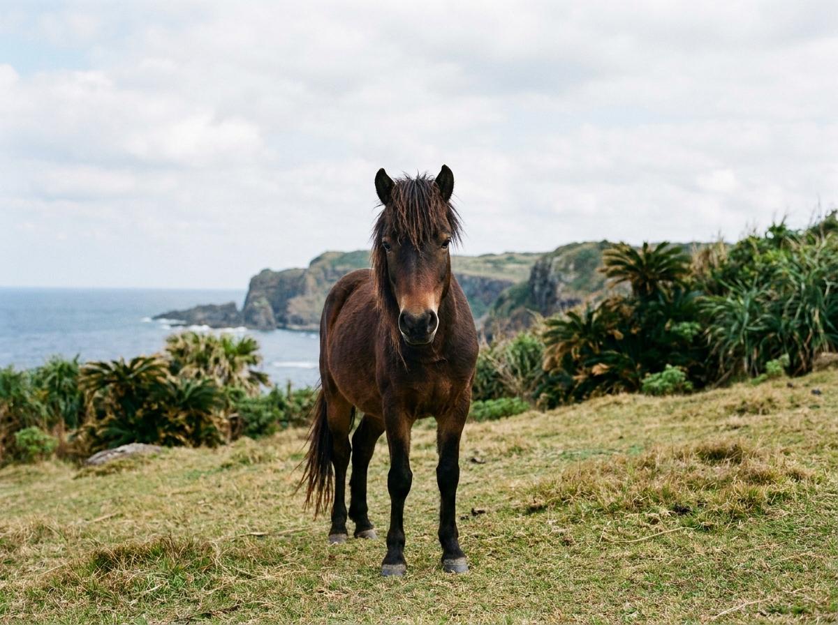 Yonaguni Horse
