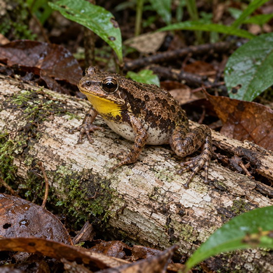 Trinidad poison frog