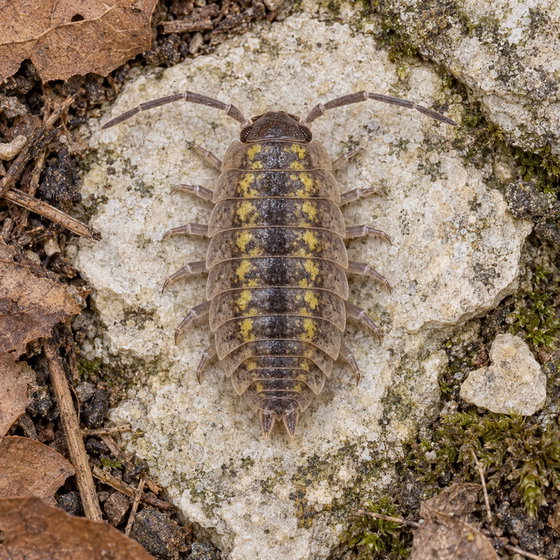painted woodlouse