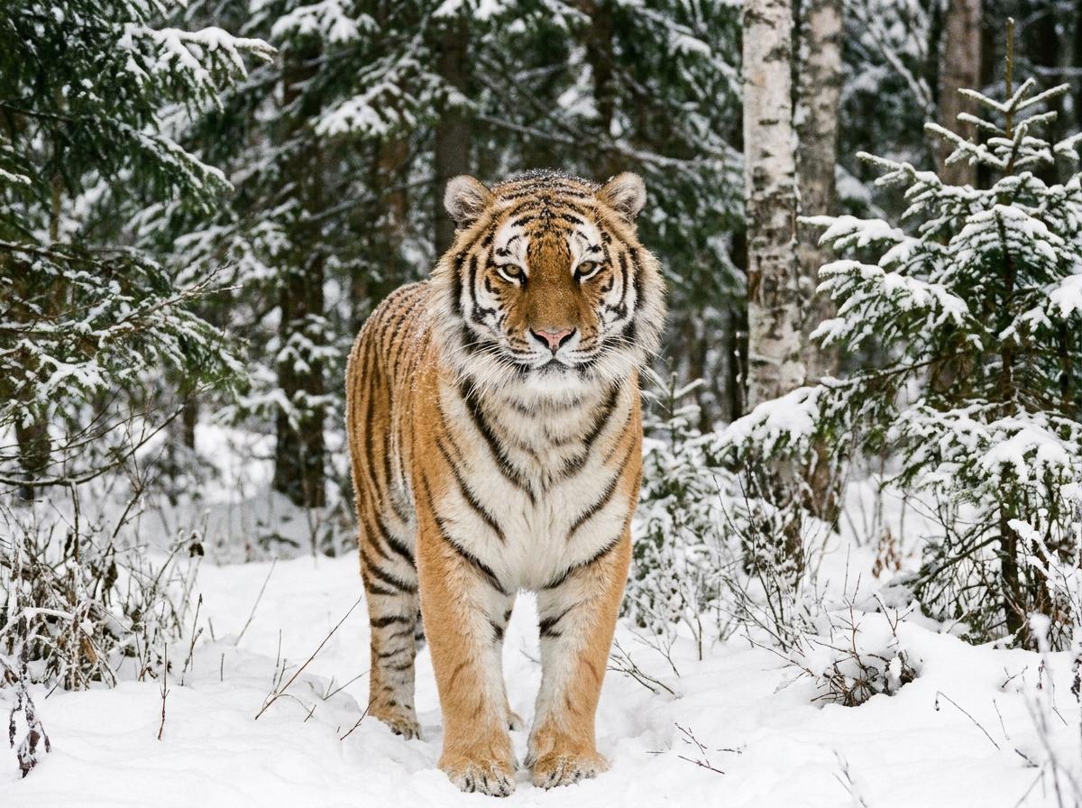 Siberian