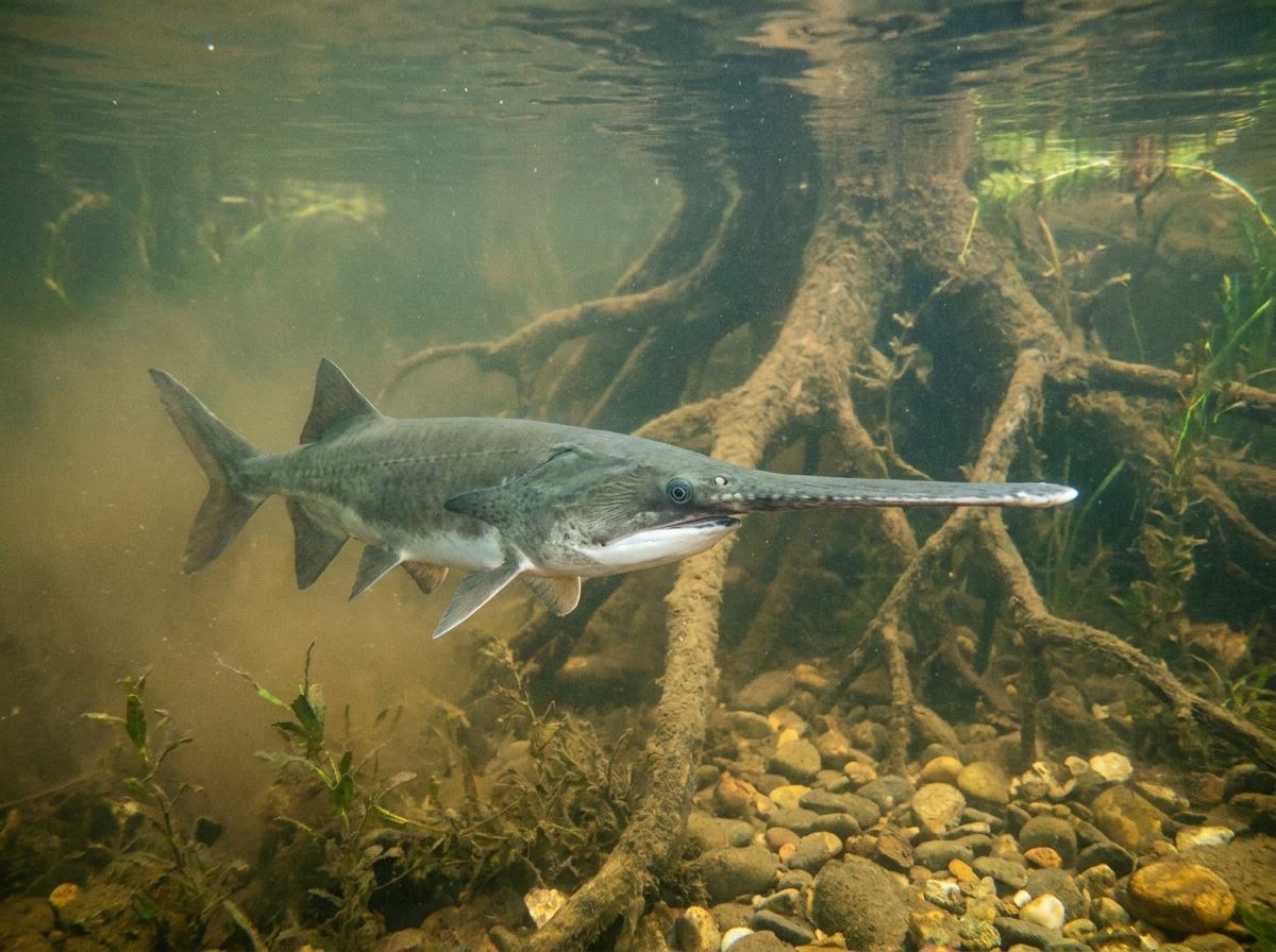 American paddlefish