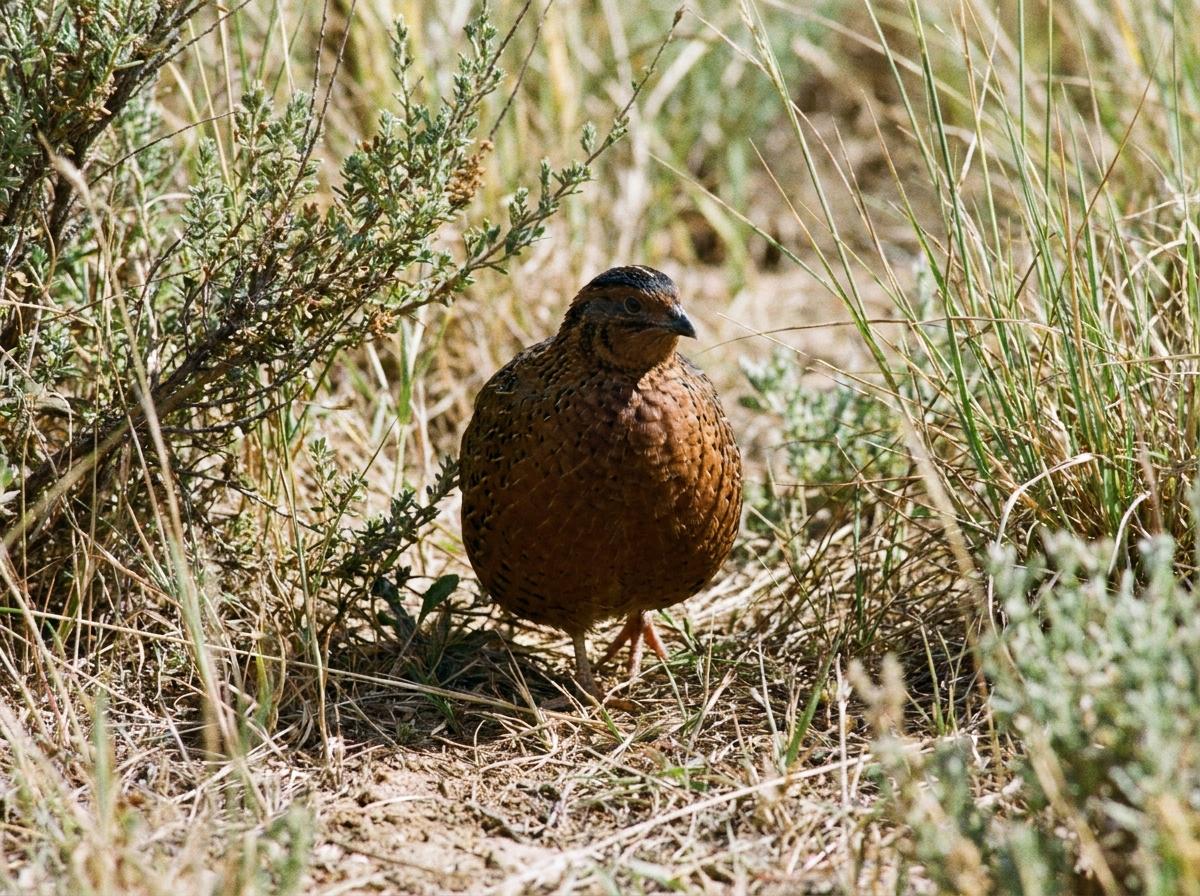 Jumbo Brown