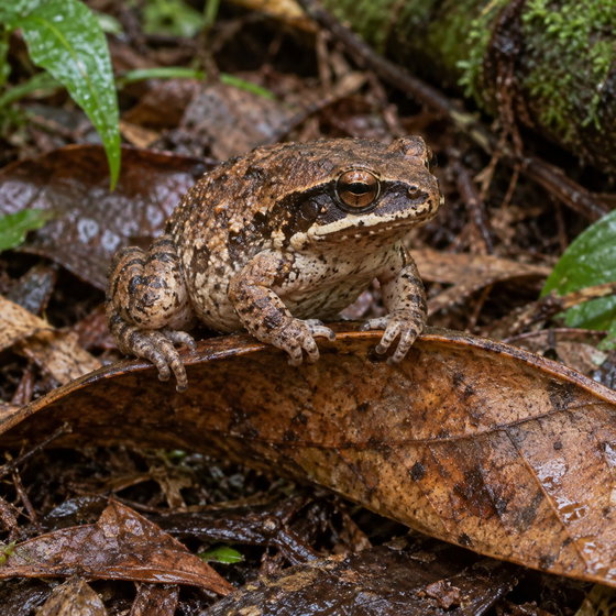 tungara frog