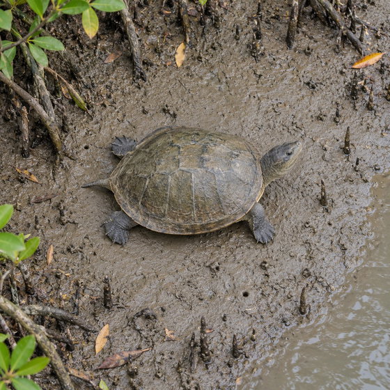 northern river terrapin