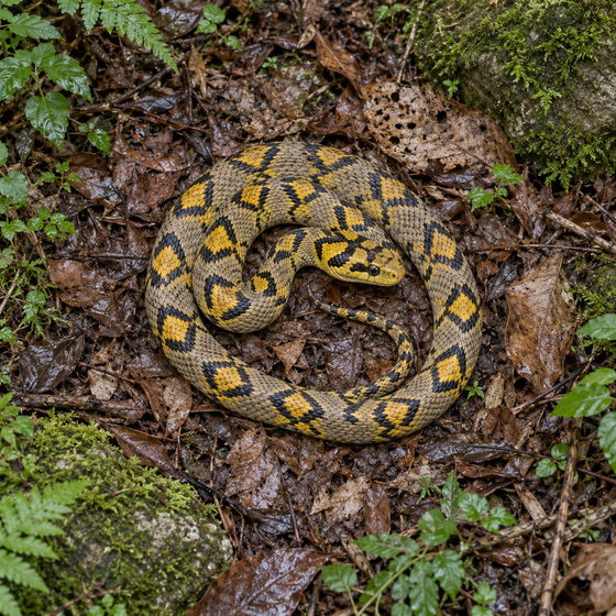 Mandarin rat snake