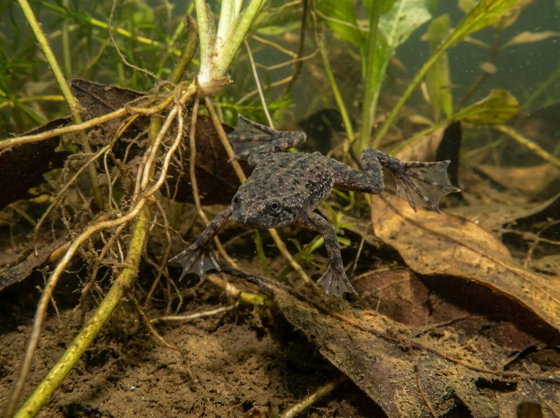 African dwarf frog