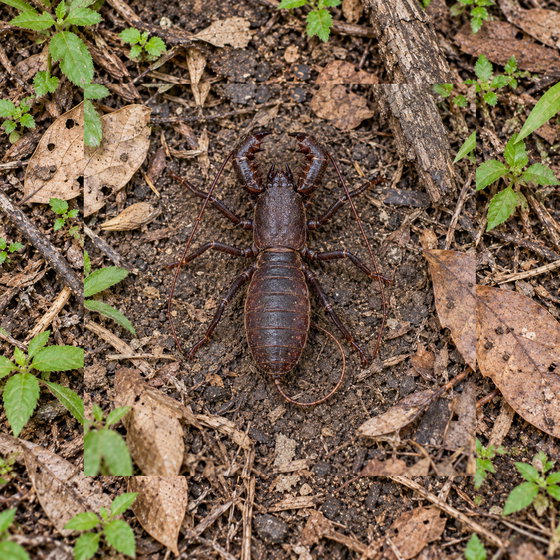 giant vinegaroon (Mastigoproctus giganteus)