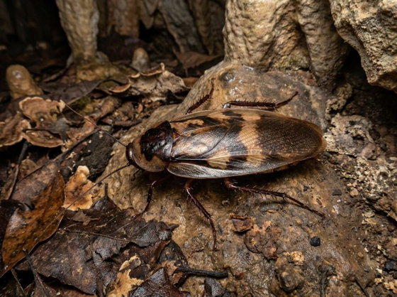 giant cave cockroach