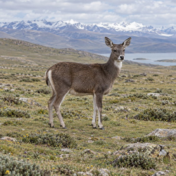 white-lipped deer