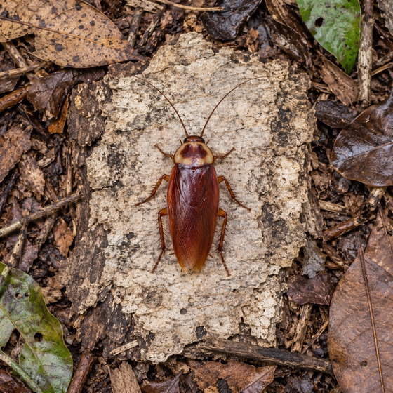American cockroach