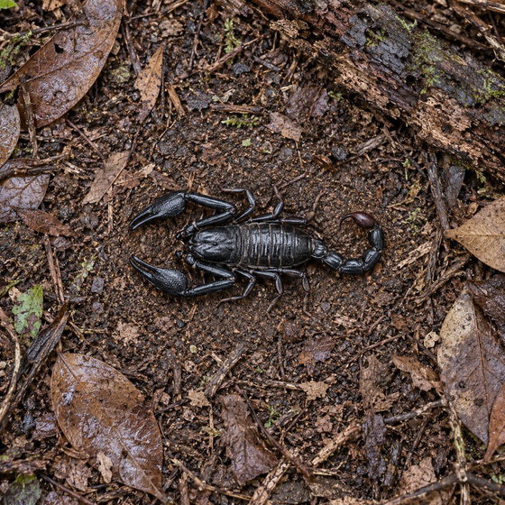 Asian forest scorpion (Heterometrus longimanus)