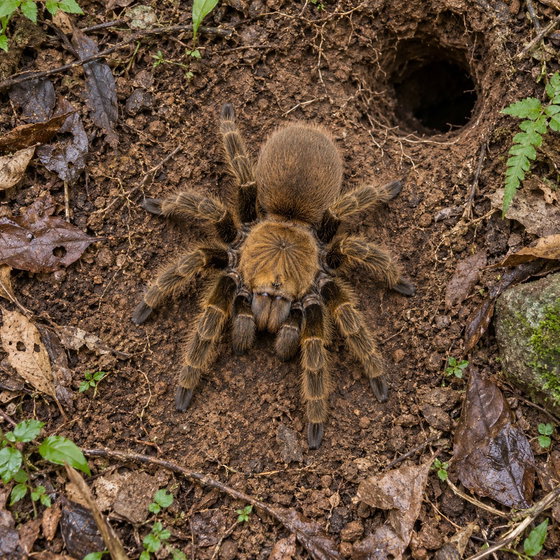 Chinese golden earth tiger tarantula