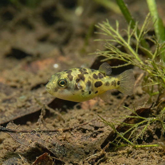 pea puffer