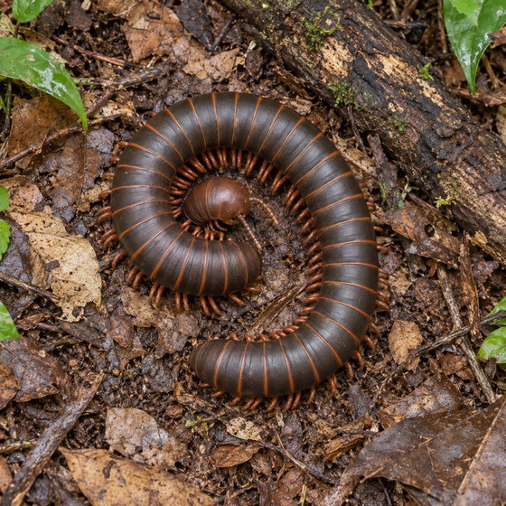 Seychelles giant millipede